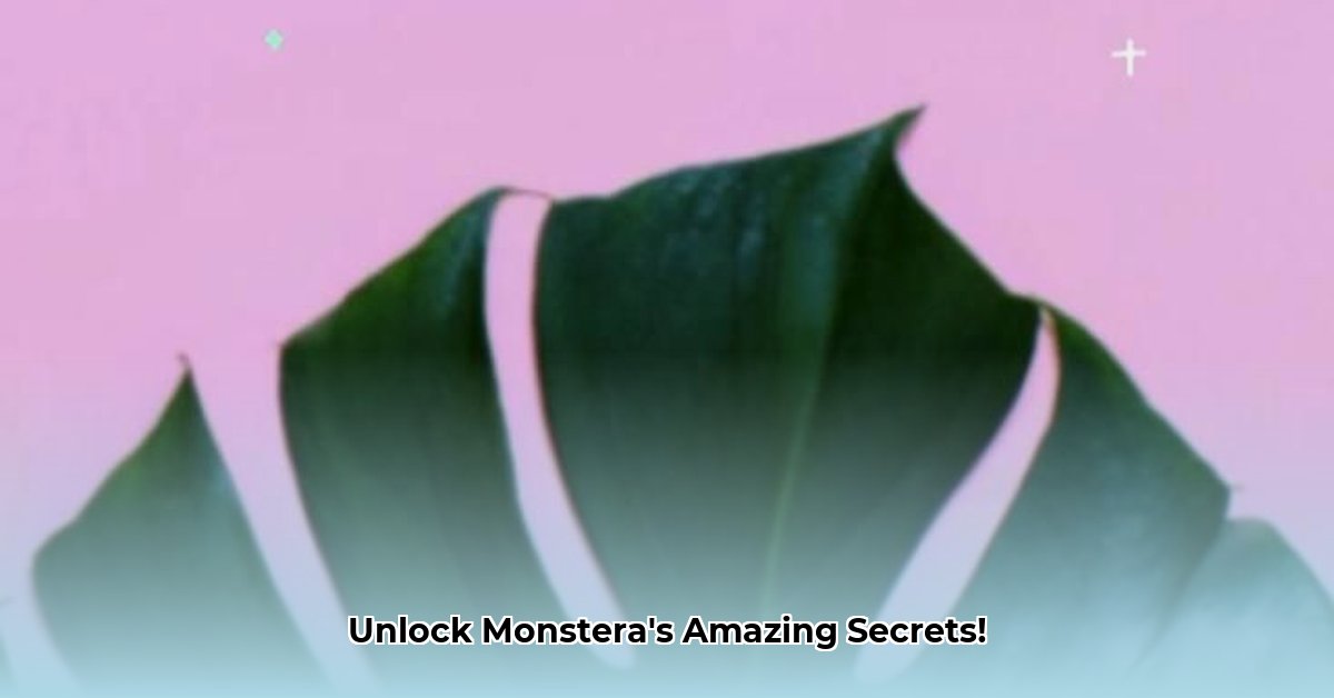 benefits-of-monstera-plant